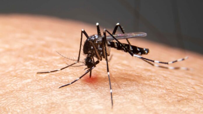 World Malaria Day: Know the difference between malaria and dengue