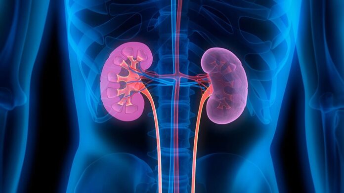 Illustration of kidneys under xray