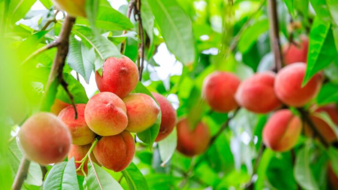9 powerful health benefits of peaches