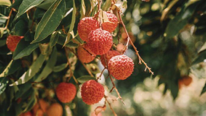 Lychee is a summer superfruit! Know its nutritional value, benefits and best time to eat