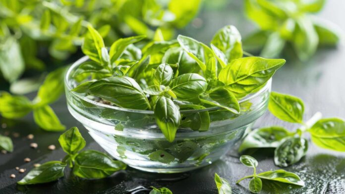 Tulsi for weight loss: A natural way to reduce body fat